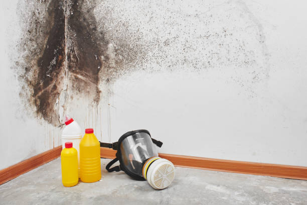 Best Commercial Mold Removal  in Albany, MN