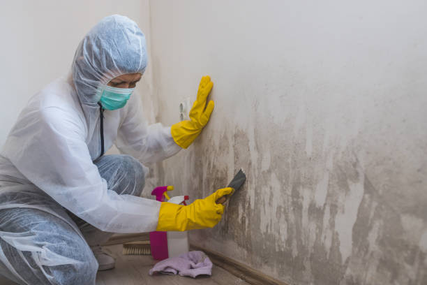 Best Affordable Mold Removal  in Albany, MN