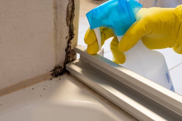 Best Office Mold Removal Services  in Albany, MN