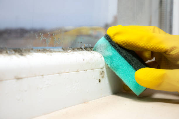Best Fast Mold Removal  in Albany, MN