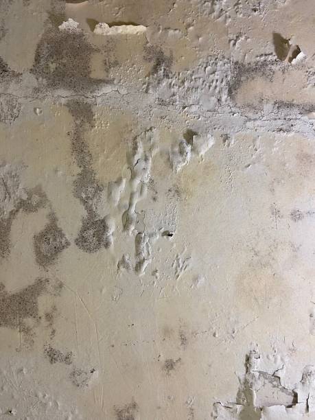 Best Crawl Space Mold Removal  in Albany, MN