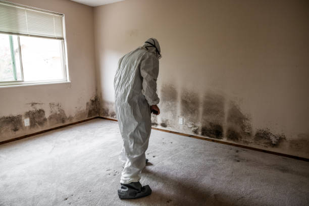 Albany, MN Mold Removal Company