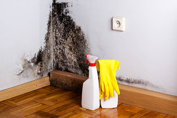 Mold Removal Process in Albany, MN