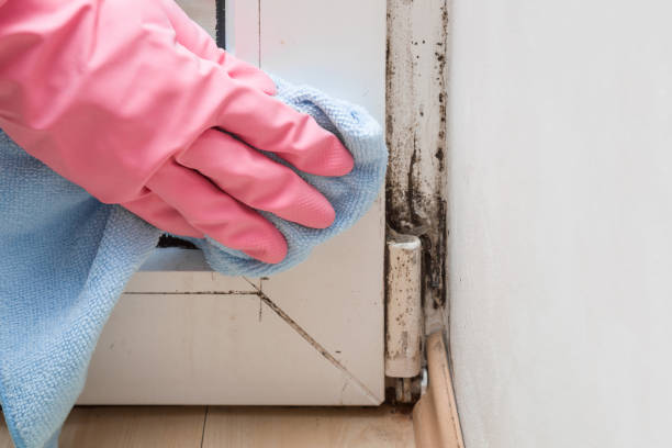 Best Mold Removal Process  in Albany, MN