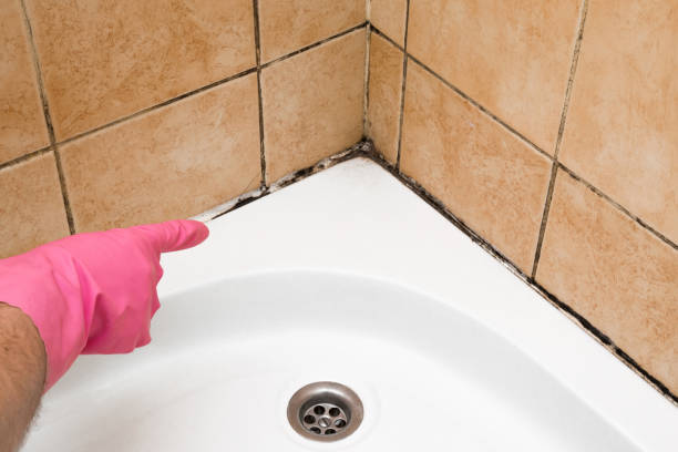 Best Affordable Mold Removal  in Albany, MN